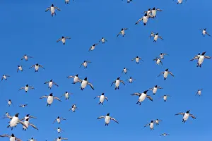 Multitude: Common murre or common guillemot (Uria aalge), in