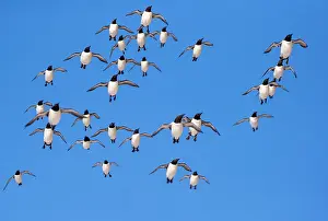 Multitude: Common murre or common guillemot (Uria aalge), in