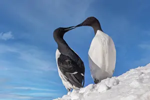 Murre: Common murre or common guillemot (Uria aalge), in