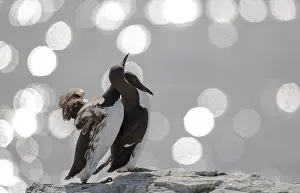 Flare: Common Murre (Uria aalge), Farne Islands, England