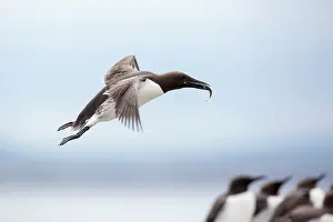 Murre: Common Murre (Uria aalge) in flight with fis in