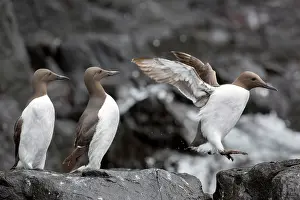Murre: Common Murre (Uria aalge) on shore, Farne Islands