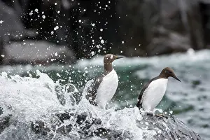 Murre: Common Murre (Uria aalge) on shore, Farne Islands