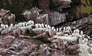 Thin: Common Murres / Common Guillemots on breeding ledges