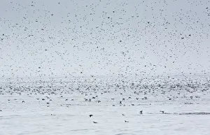 Thin: Common Murres / Common Guillemots in flight at Witless