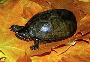 Stinkpot: Common Musk Turtle