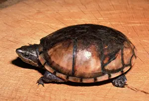 Chelonian: Common Musk Turtle