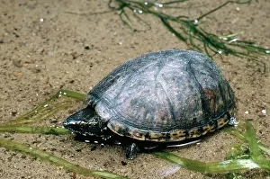 Chelonian: Common Musk Turtle