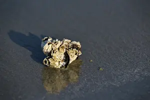 Acorn: Common Mussel