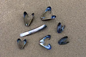Shellfish: Common Mussel and Razor Shells (Ensis siliqua)