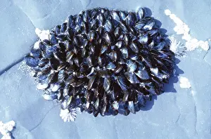 Mussels: COMMON MUSSELS