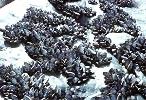 Mussels: COMMON MUSSELS