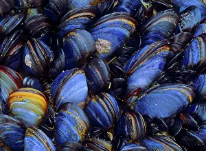 Mussels: Common mussels - clinging to a rock at low tide