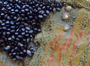 Limpet: Common mussels and limpets (Patella vulgata)clinging