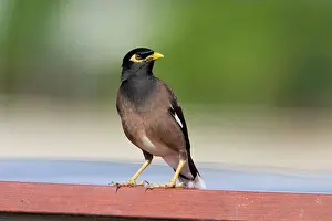 Acridotheres: Common Myna