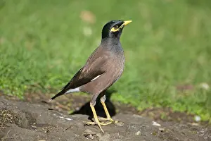Acridotheres: Common Myna