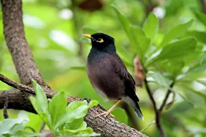 Acridotheres: Common Myna