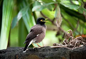 Acridotheres: Common Myna