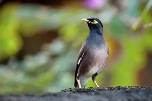 Acridotheres: Common Myna
