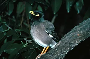 Sturnidae: Common Myna