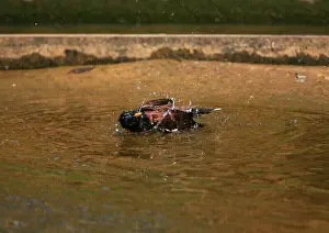 Acridotheres: Common Myna - bathing in a stream