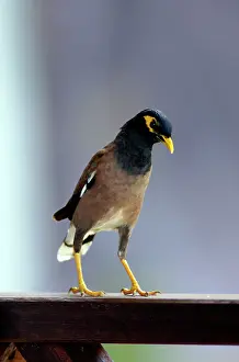 Butter: Common Myna - this curious bird boldly steals visitors