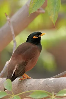 Acridotheres: Common Myna - on Silk Cotton tree branch (Bombax ceiba)