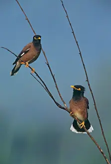 Acridotheres: Common Mynahs