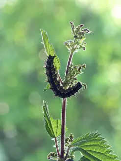 Dioica: Common Nettle