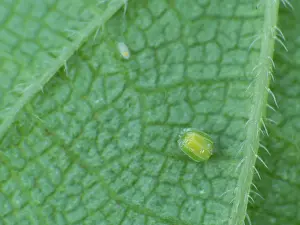Admiral: Common Nettle