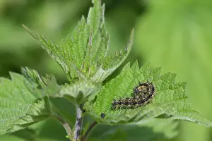 Stinging: Common Nettle
