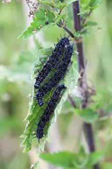 Dioica: Common Nettle