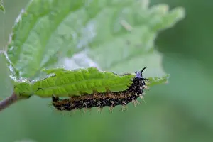 Dioica: Common Nettle