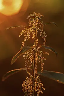Nettle: Common nettle - inflorescence of a Common nettle seen agains