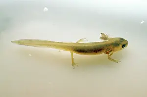 Gill: Common Newt - with external gills