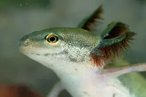 Meridionali: Common Newt - neotenic female