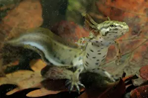 Meridionali: Common Newt - neotenic male