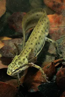 Meridionali: Common Newt - neotenic male