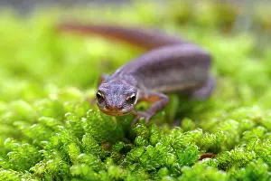 Spawn: Common newt (Triturus vulgaris), female in terrestrial