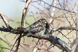 Nighthawk: Common Nighthawk