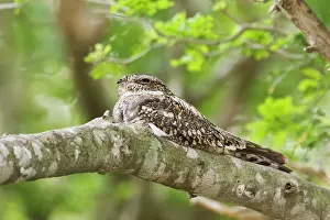 Nighthawk: Common Nighthawk