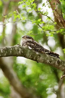 Nighthawk: Common Nighthawk
