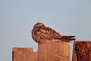 Nighthawk: Common Nighthawk