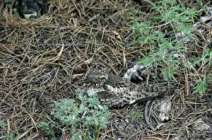 Adaptation: Common Nighthawk