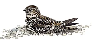 Nightjars: Common Nighthawk