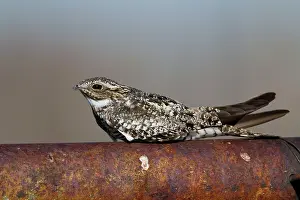 Nighthawk: Common Nighthawk - at day roost