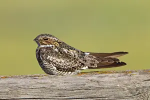 Nighthawk: Common Nighthawk - at day roost