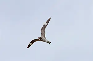 Nighthawk: Common Nighthawk - in flight hawking for insects
