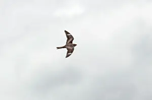 Nighthawk: Common Nighthawk - in flight hawking for insects in daylight