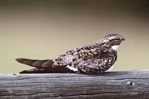 Nighthawk: COMMON NIGHTHAWK - ON LOG